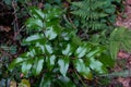 The plant mahonia Holm with bright green and red shiny leaves and dark blue berries growing in the woods