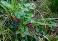 The plant mahonia Holm with bright green and red shiny leaves and dark blue berries growing in the woods