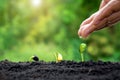 Plant maintenance and water the seedlings that grow in the order of germination on fertile soils Royalty Free Stock Photo