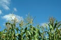 Plant of maize Royalty Free Stock Photo