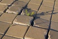 Plant makes its way through the tile pavement