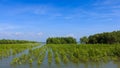 The plant mangrove