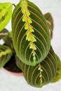 Plant Maranta fascinator tricolor Latin Maranta with beautiful yellow red veins on green leaves in a clay pot Royalty Free Stock Photo