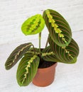 Plant Maranta fascinator tricolor Latin Maranta with beautiful yellow red veins on green leaves in a clay pot Royalty Free Stock Photo
