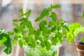 A plant marjoran growing in a pot on a window in an apartment. Royalty Free Stock Photo