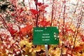 Plant marker for Saxifragaceae. Heuchera. Marmalade. Royalty Free Stock Photo