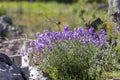 A plant Matthiola farinosa with violet flowers blooms by the sea