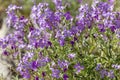 A plant Matthiola farinosa with violet flowers blooms by the sea