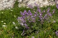 A plant Matthiola farinosa with violet flowers blooms by the sea