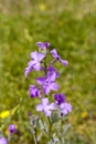 A plant Matthiola farinosa with violet flowers blooms by the sea