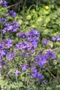 A plant Matthiola farinosa with violet flowers blooms by the sea