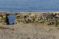 Plant Matthiola sinuata grows against the sea