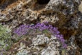 A plant Matthiola sinuata with lilac flowers blooms and grows on a sunny day on a stone