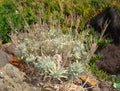 Matthiola sinuata plant on the rocks