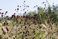 The plant is a medicinal blood phlebotomy flowers Royalty Free Stock Photo