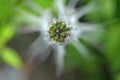 Close-up of Orthosiphon aristatus flower