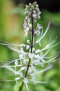 The flower of Orthosiphon aristatus