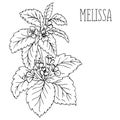 The plant Melissa