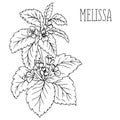 The plant Melissa Royalty Free Stock Photo