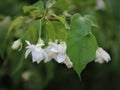 Wrightia religiosa or known as Anting Putri in Indonesia