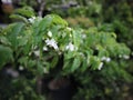 Wrightia religiosa or known as Anting Putri in Indonesia