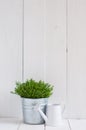 Plant in a metal pot and watering can Royalty Free Stock Photo