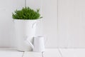 Plant in a metal pot and watering can Royalty Free Stock Photo