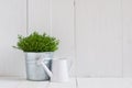 Plant in a metal pot and watering can Royalty Free Stock Photo