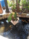 The plant in the middle of the fish pond Royalty Free Stock Photo