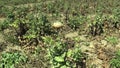 Plant milk thistle Silybum marianum or cardus marianus healing herb field, in a dry inflorescence with fruits and bloom