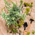 Plant and mini gardening tools, top view Royalty Free Stock Photo
