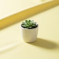 Plant in a minimalistic white ceramic pot rests on a smooth light yellow Royalty Free Stock Photo