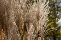 Plant Miscanthus or silvergrass.