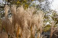 Plant Miscanthus or silvergrass.