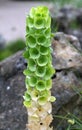 The plant: moluccella Royalty Free Stock Photo