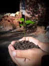 Plant more trees Royalty Free Stock Photo