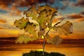 Small oak tree with leafs on moss at sunset Royalty Free Stock Photo