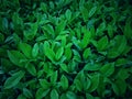 Plant motifs or bright green foliage