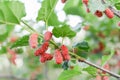 Red mulberry fruit on tree, Berry in farm.