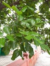 Plant name is balam kheera Royalty Free Stock Photo