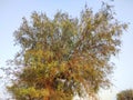 Plant name is khejri, Rajasthan, India Royalty Free Stock Photo