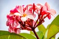 Plumeria Flower with pink and red colour Royalty Free Stock Photo