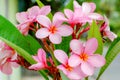 Plumeria Flower with pink and red colour Royalty Free Stock Photo