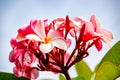 Plumeria Flower with pink and red colour Royalty Free Stock Photo