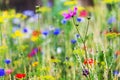 Plant a native habitat for insects, wildflower meadow with wild flowers and herbs Royalty Free Stock Photo