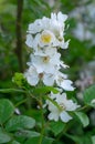 Multiflora rose Rosa multiflora in flower Royalty Free Stock Photo