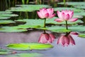 Pink lotus flower on a calm lake in Thailand.