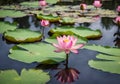 Pink lotus flower on a lake in Thailand.