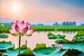 Pink lotus flower on a lake in Thailand.