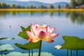 Pink lotus flower on a lake in Thailand.